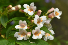 dipelta_1_2023