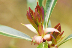 embothrium_austrieb