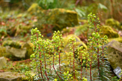 euphorbia_maerz