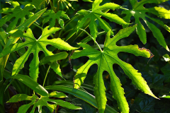fatsia_poly