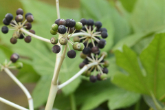 fatsia