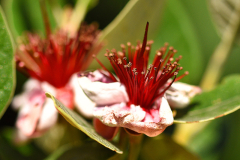 feijoa