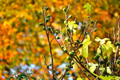 ficus