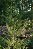 fitzroya_05_24