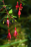 fuchsia1123