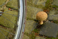 fugenpilz
