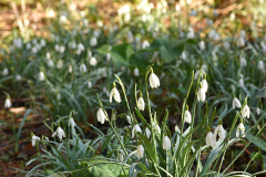 galanthus