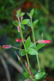 gambelia