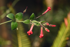 gambelia1