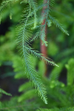 glypto_fine