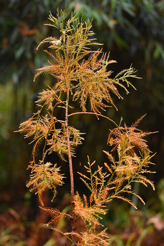 glypto