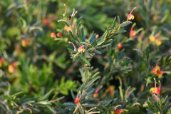 grevillea1
