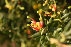 grevillea2