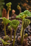 gunnera_04_22