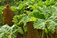 gunnera_5_2023