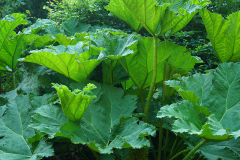 gunnera_19_07_0700
