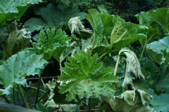 gunnera_19_07_1830