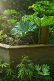 gunnera_fatsia_etc