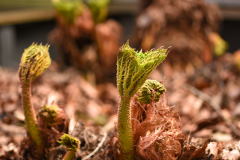 gunnera_maerz2023