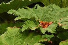 gunnera1