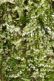 halesia_1_2023