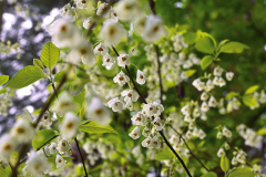halesia_2_2023