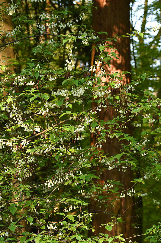 halesia1