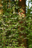 halesia1