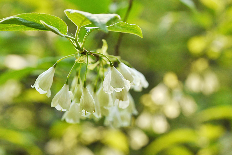 halesia2