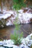 halocarpus_0124