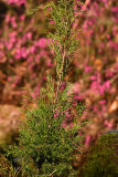 halocarpus