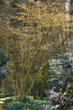 hamamelis1