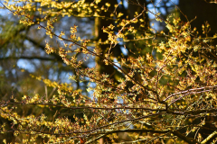hamamelis2