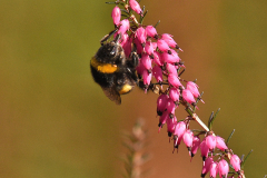 heidehummel