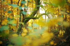 herbstorgie