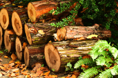 holzschnitt