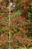 ilex1123
