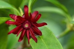 Illicium1
