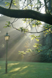 juglans_laterne