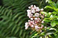 kalmia_0524