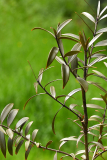 kauri1