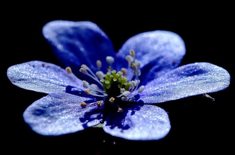 Hepatica