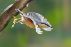 kleiber_flug