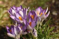 krokus1
