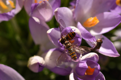krokus2
