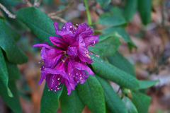 last_rhodo