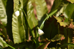 leucoplenium