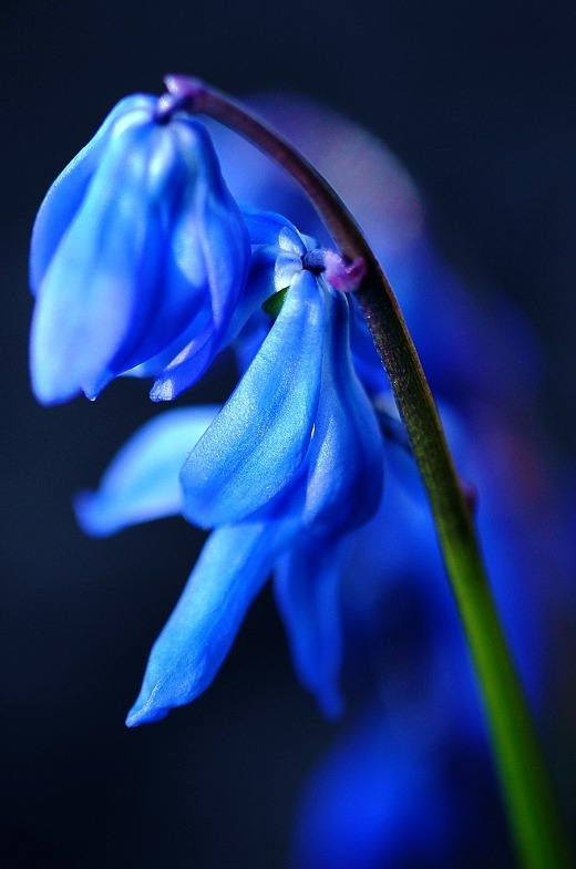 Scilla