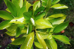 lithocarpus