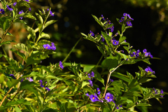 Lycianthes